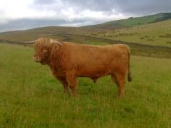 Highland Cattle - MACLEAN OF ALLANFEARN