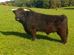 Highland Cattle - Domhull Of Sheardrum
